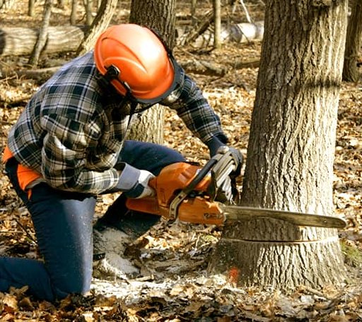 Tree Removal in Flom, MN